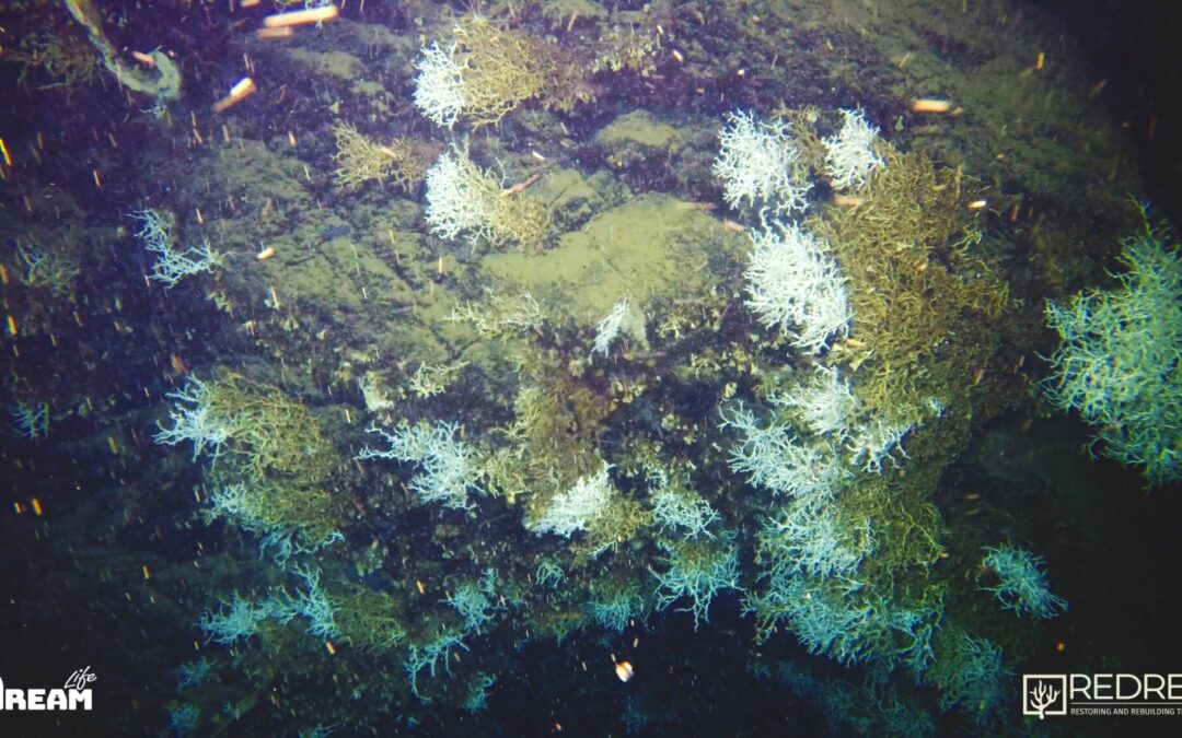 Scoperta nel Golfo Napoli antica scogliera corallina