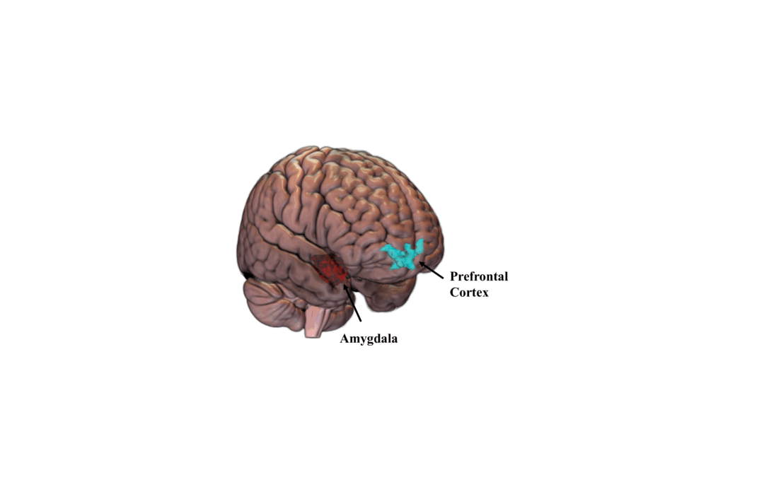La violenza sessuale ha ripercussioni sul cervello