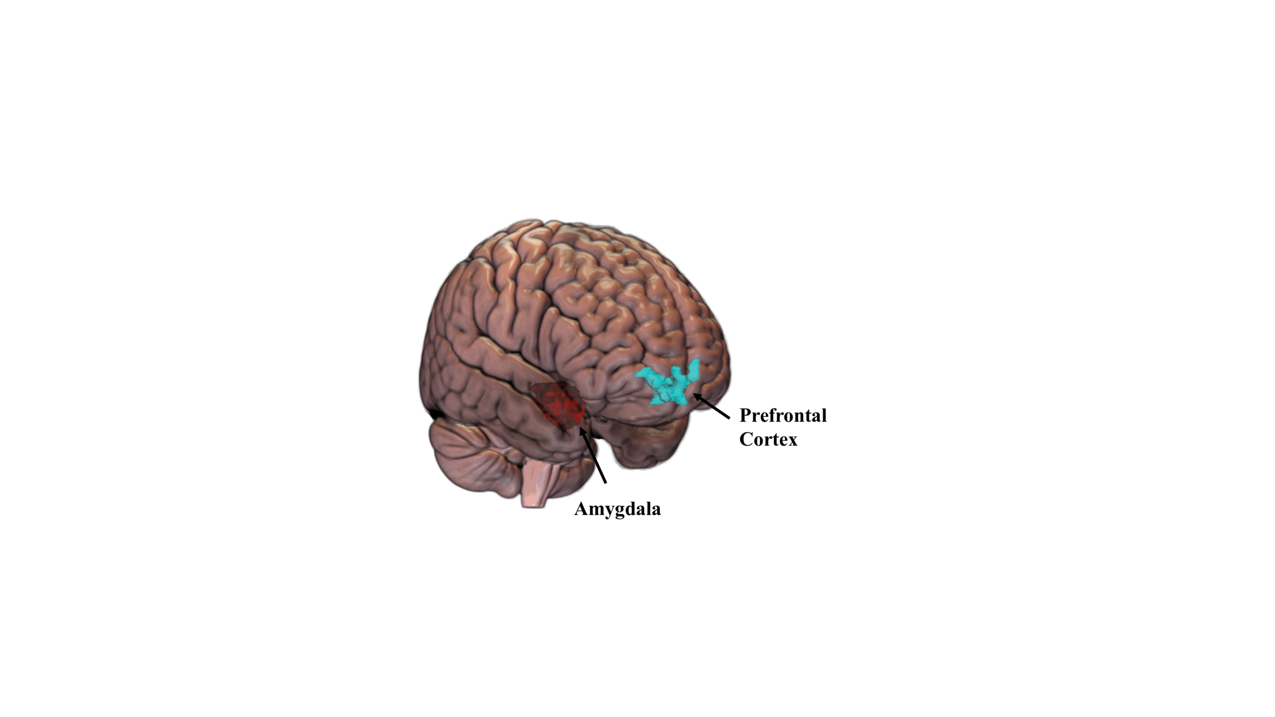 Fortea – Amygdala and Prefrontal Cortex