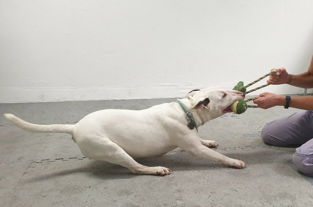 Alcuni cani sviluppano la dipendenza da giocattoli