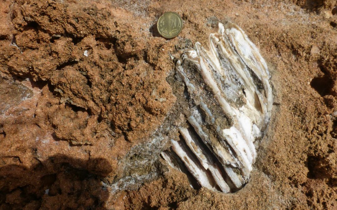 Elefante nano del Pleistocene ritrovato a Fontane Bianche (Siracusa)