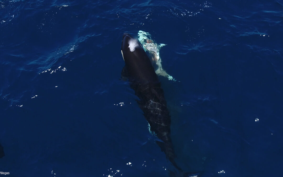 California, avvistate orche che uccidono dei giovani squali bianchi capovolgendoli
