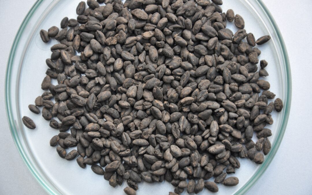 Già 7.000 anni fa i contadini del Reno diversificavano i cereali