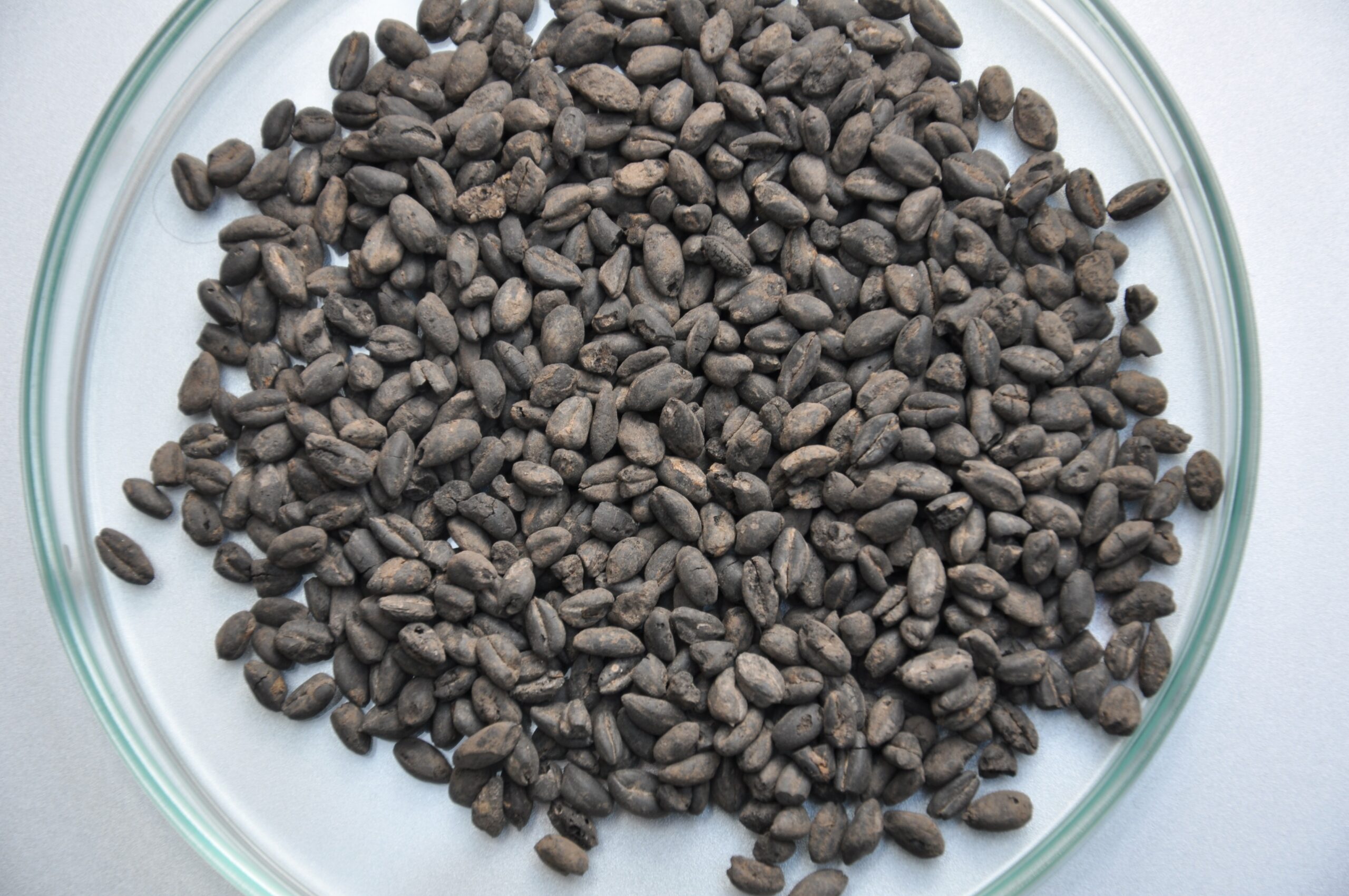 Verkohle Getreidekoerner Jungsteinzeit