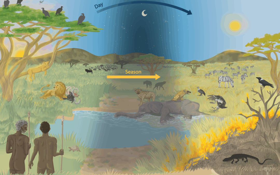 Il consumo di carogne contribuì alla nascita del genere umano