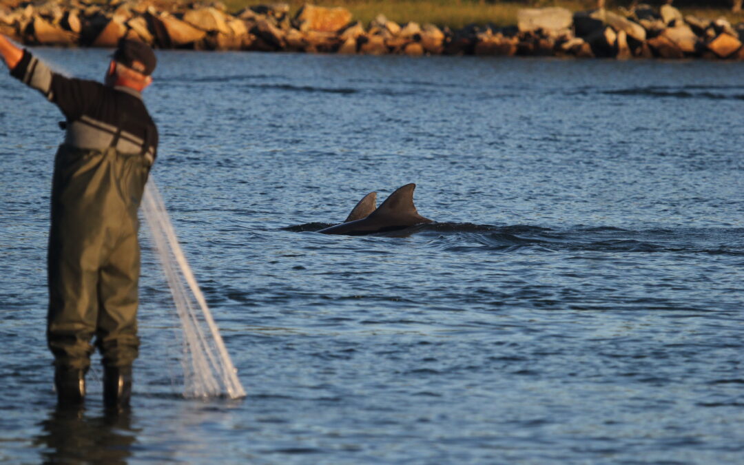 Quando pescano insieme i cuori degli uomini e dei delfini si sincronizzano
