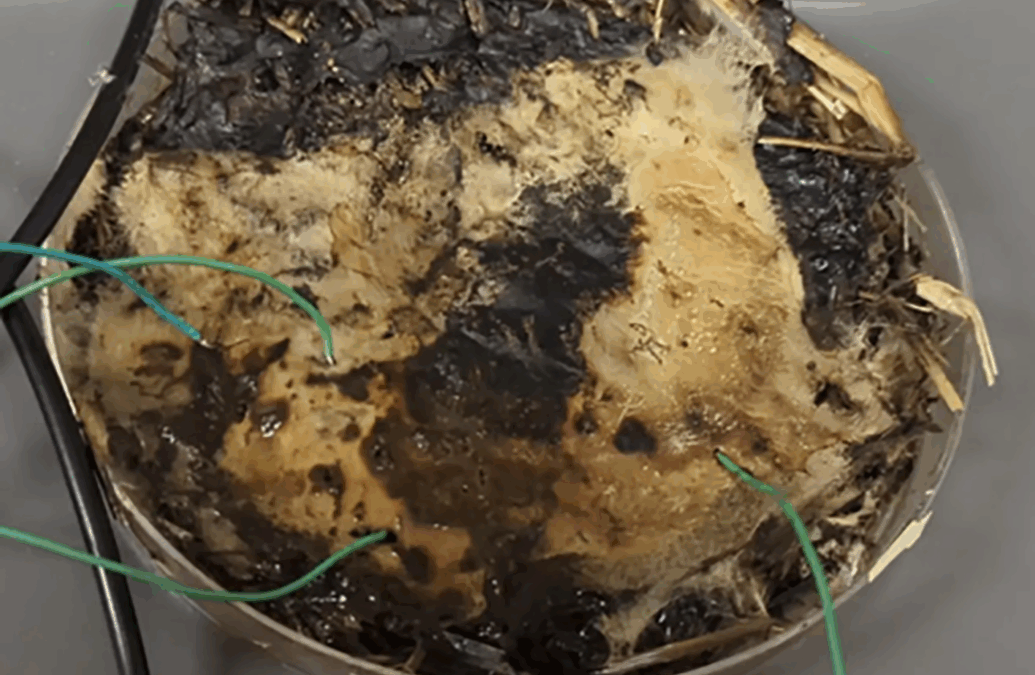 Sempre più in ascesa i computer alimentati da funghi