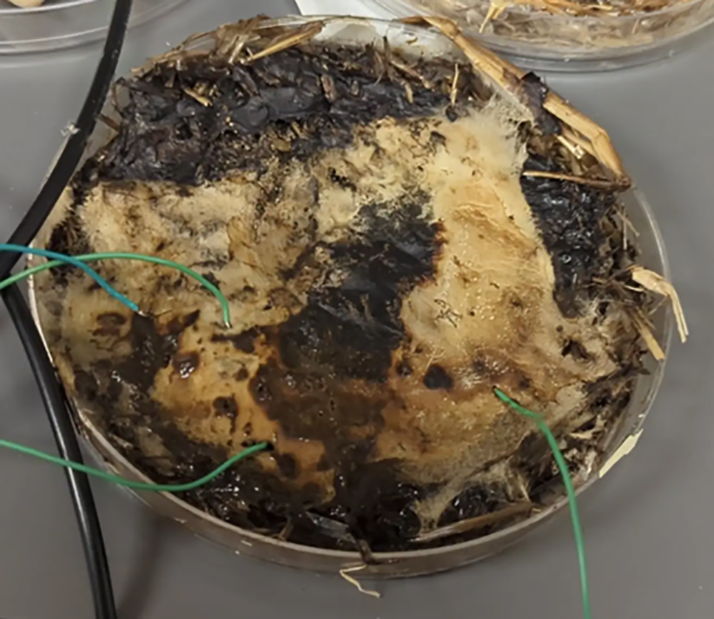 journal.pone.0328965.g001