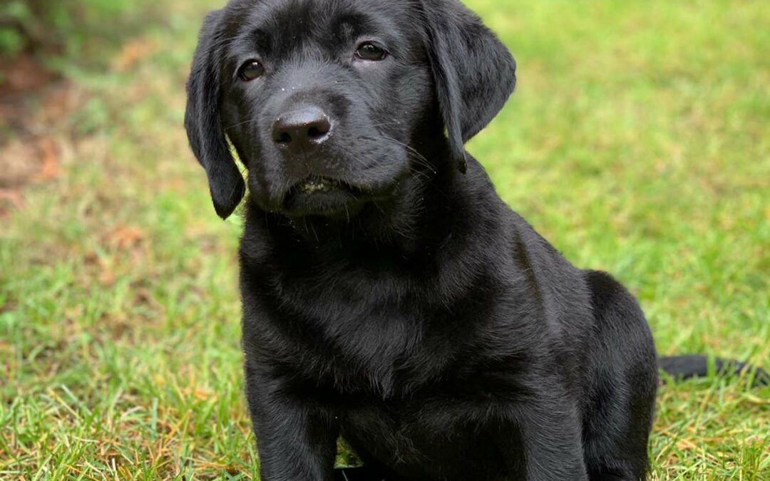 Cani, più mutazioni genetiche nei cuccioli con padri anziani