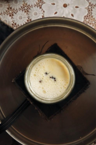 Nuova, ma antica ricetta: preparato lo yogurt di formiche