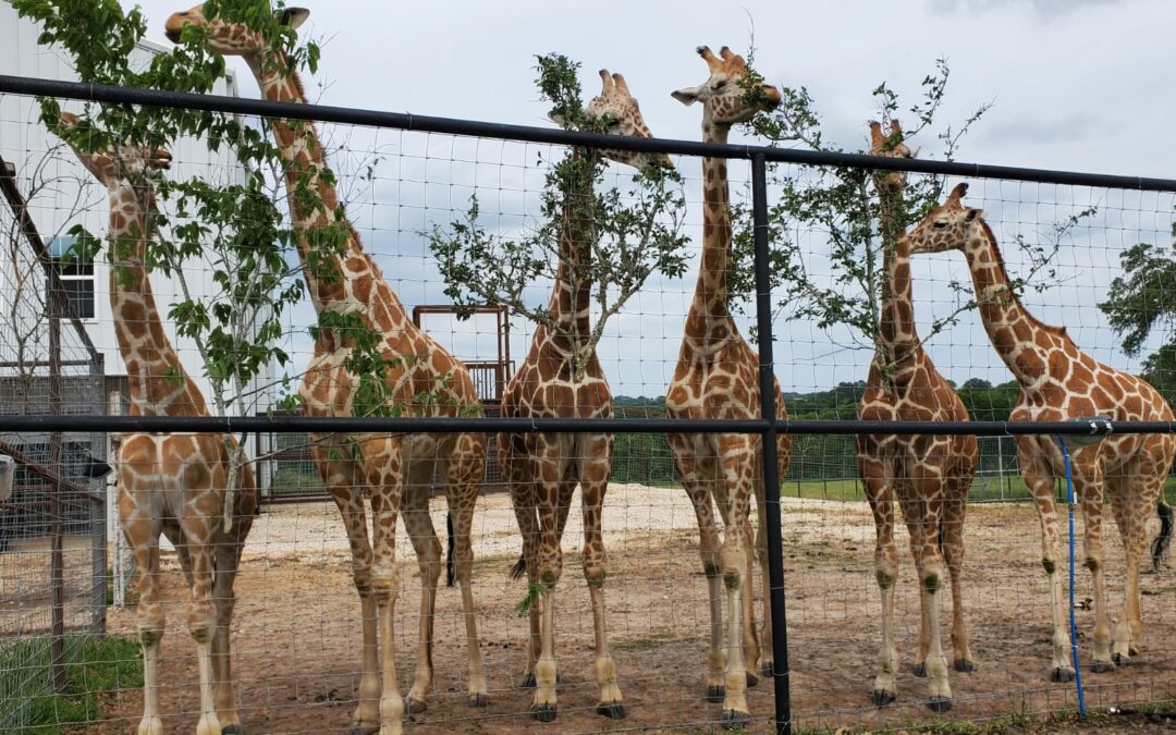 Le giraffe degli zoo americani perdono il loro valore genetico per la conservazione