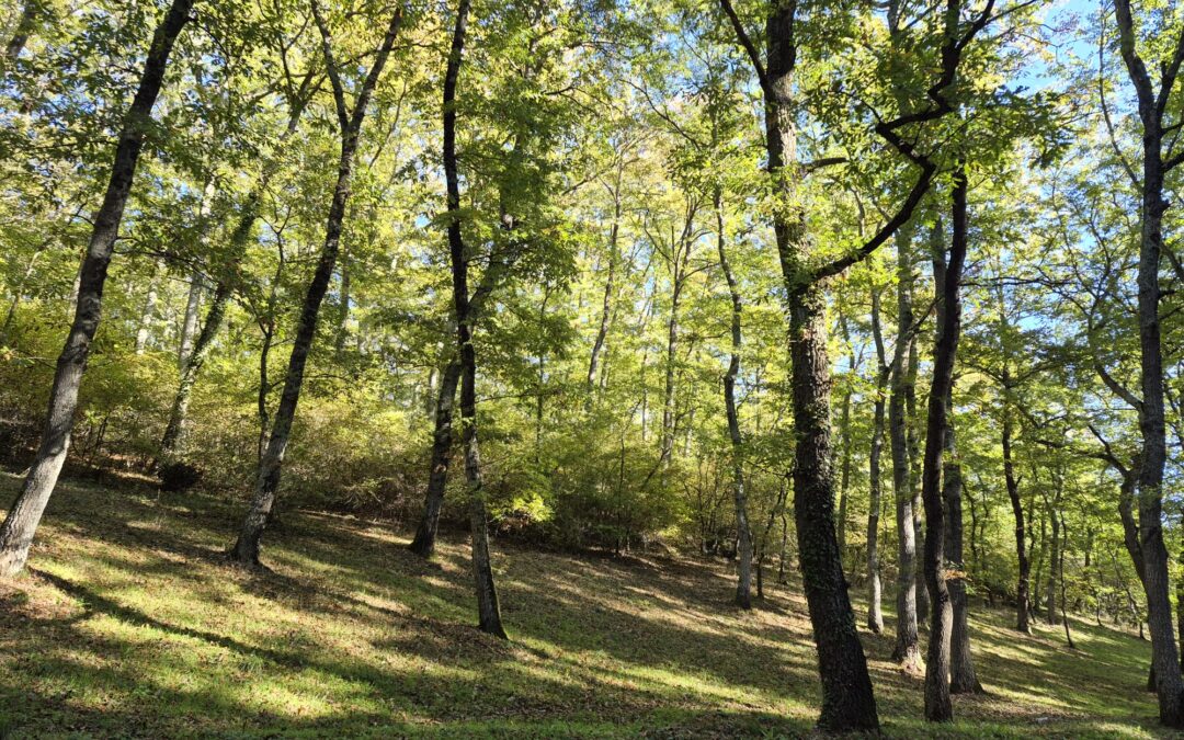 Piantare abeti o faggi non è la stessa cosa per il clima europeo
