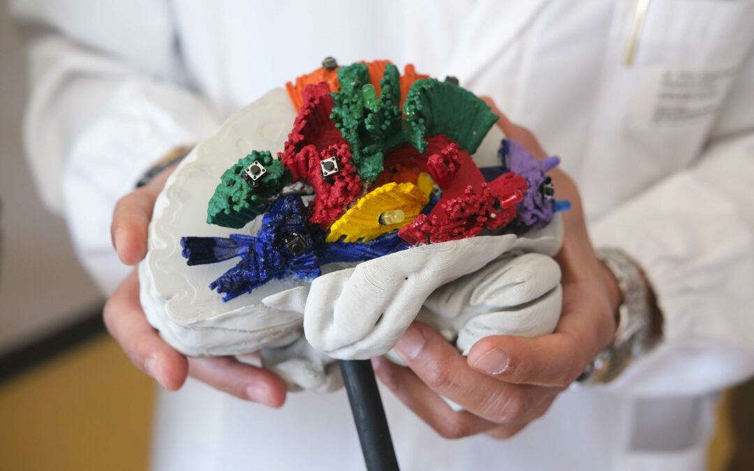 Ricercatori trentini mettono a punto atlante 3D delle connessioni del cervello