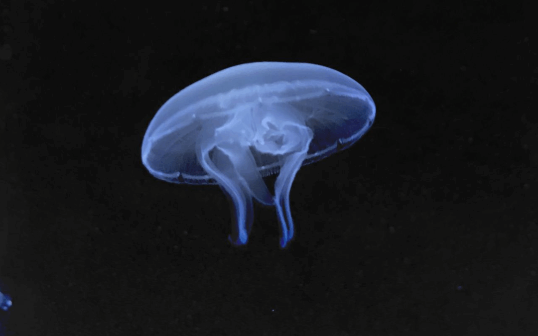 Le meduse non hanno un cervello, ma sono curiose e apprezzano le novità
